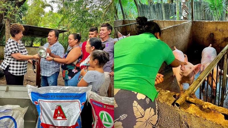 Donan cerdos en Puerto Cortés Donan cerdos en Puerto Cortés