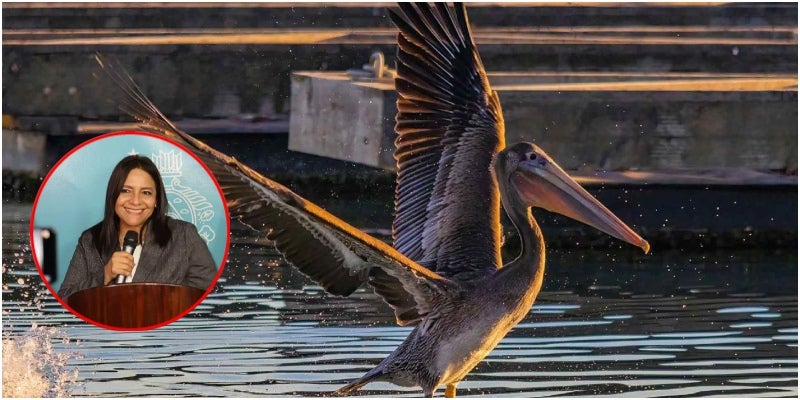 influenza aviar (5) influenza aviar (5)