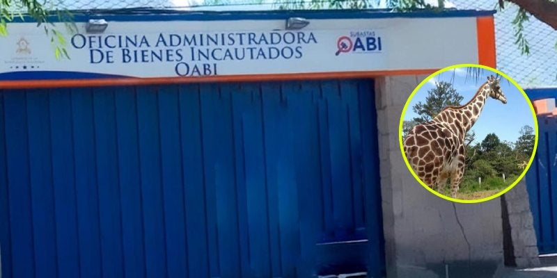 OAB muerte de jirafa “Big Boy”