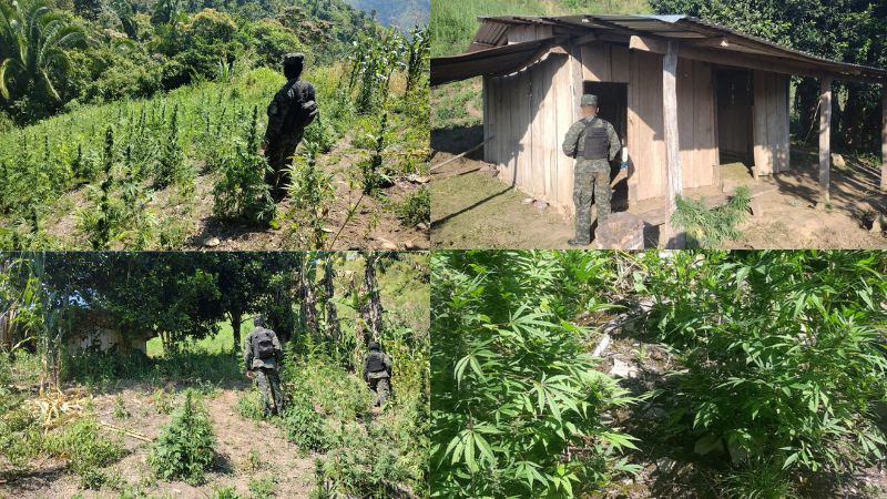 Localizan plantación marihuana Tocoa