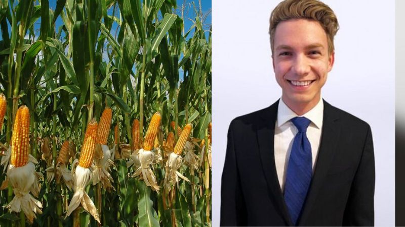 Estudio genética del maíz Estudio genética del maíz