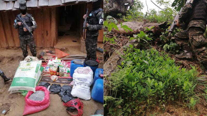 aseguran hojas de coca en La Masica Aseguran hojas de coca en La Masica