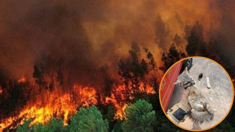 Rescatan zorro en Las Uvas Rescatan zorro en Las Uvas