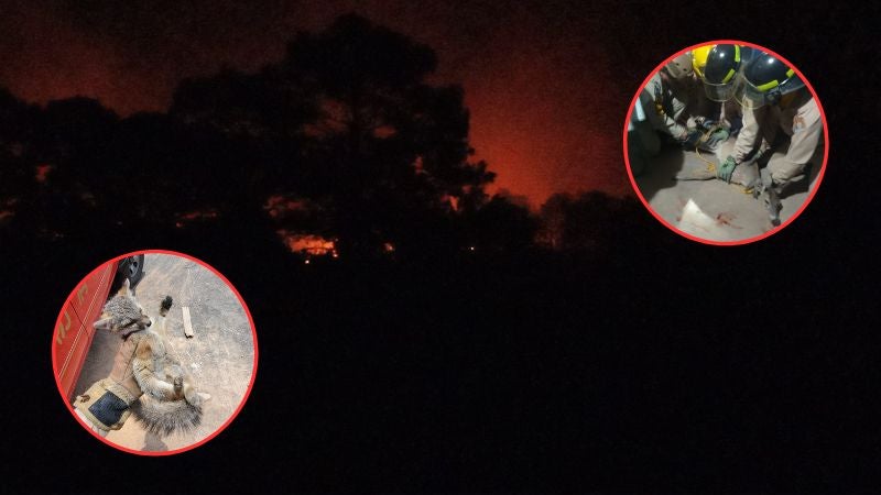 Bomberos rescatan venada Bomberos rescatan venada