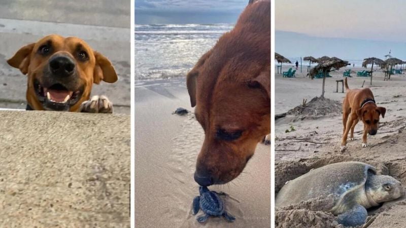 perro que protege a tortugas perro que protege a tortugas