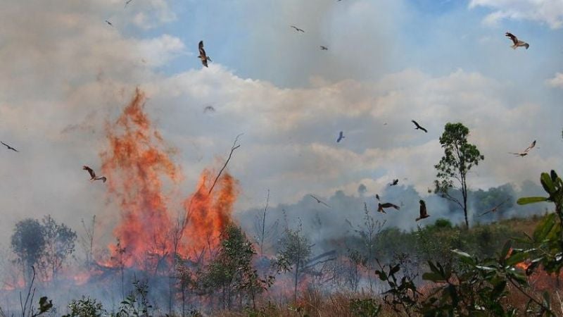 halcones Los halcones australianos que propagan incendios para alimentarse.