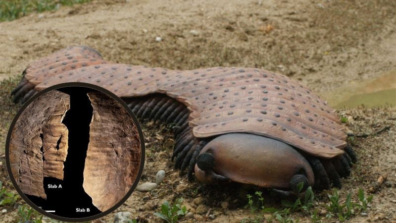 El milpiés fosilizado más grande de todos los tiempos.