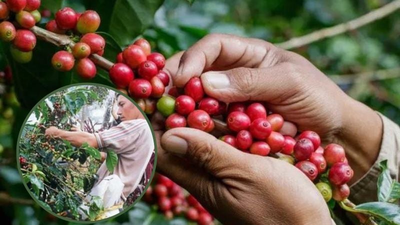 Caficultores denuncian que se están quedando con el café