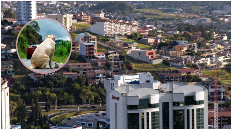 Operativos para multar maltratadores de animales