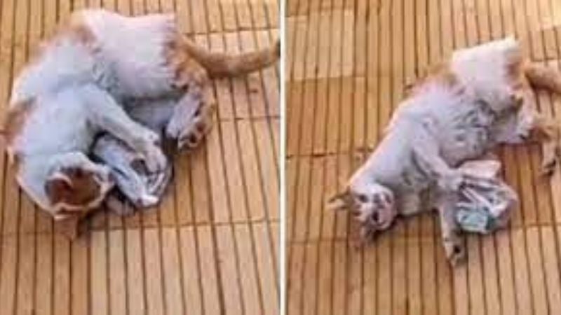 Curiosa Graban a gato regresar a casa con bolsa llena de dinero