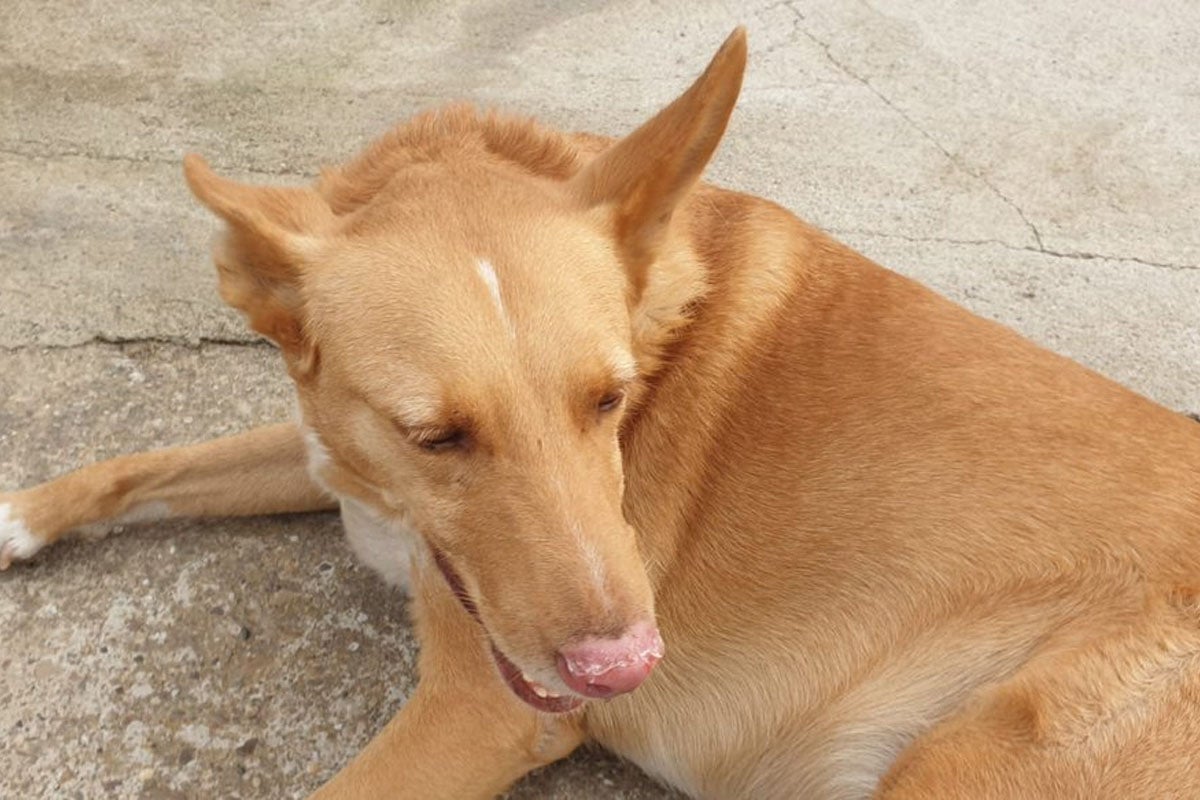 Perro callejero Perro callejero