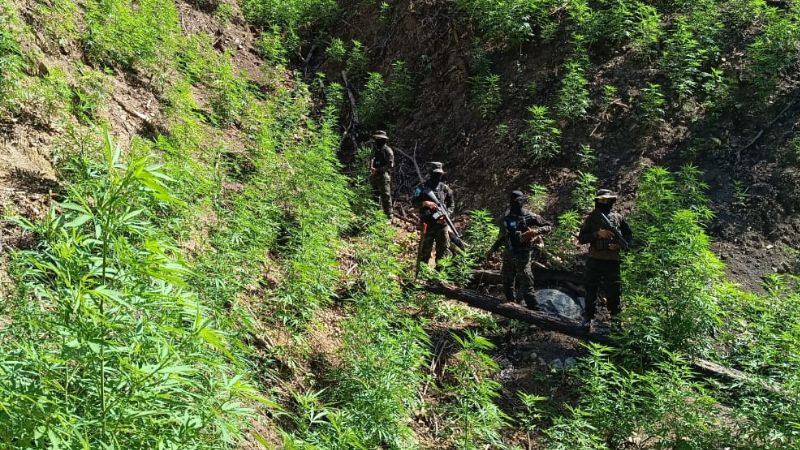 Erradican 4,500 arbustos de marihuana en Colón