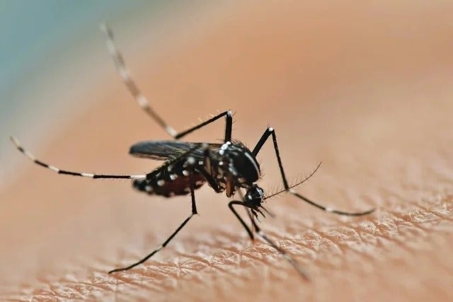 Dengue