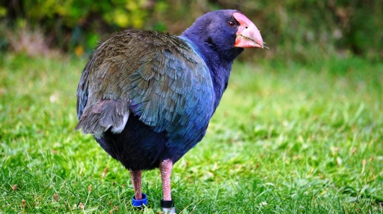 Ave prehistórica Ave prehistórica