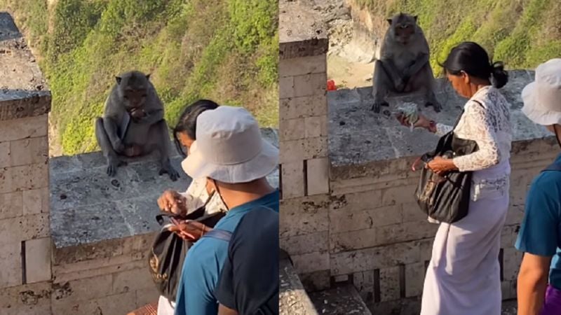 Mujer negocia mono Mujer negocia mono