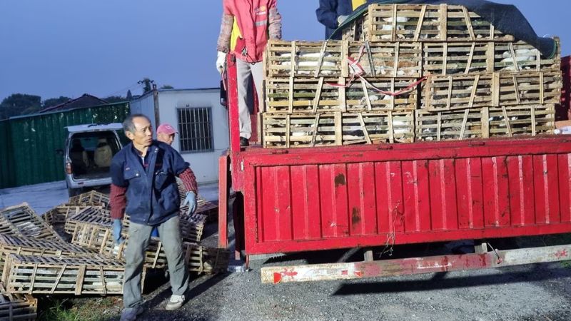 Rescatan mil gatos China Rescatan mil gatos China