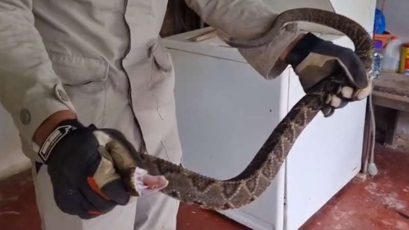 Serpiente en casa de Santa Bárbara