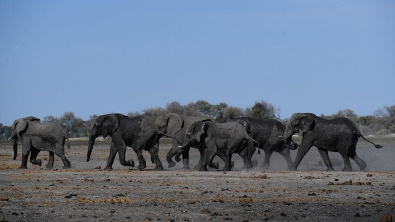 Al menos 100 elefantes han muertos por la fuerte sequía en Zimbabue