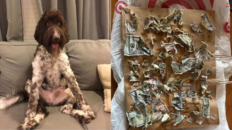 Perrito se come $ 4,000 Perrito se come $ 4,000