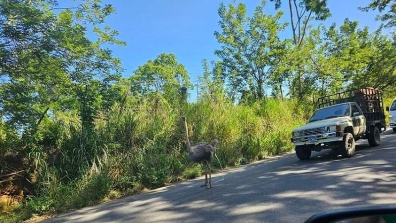 ¡Insólito! Un avestruz se pasea por las calles de La Ceiba Un avestruz se pasea por las calles de La Ceiba