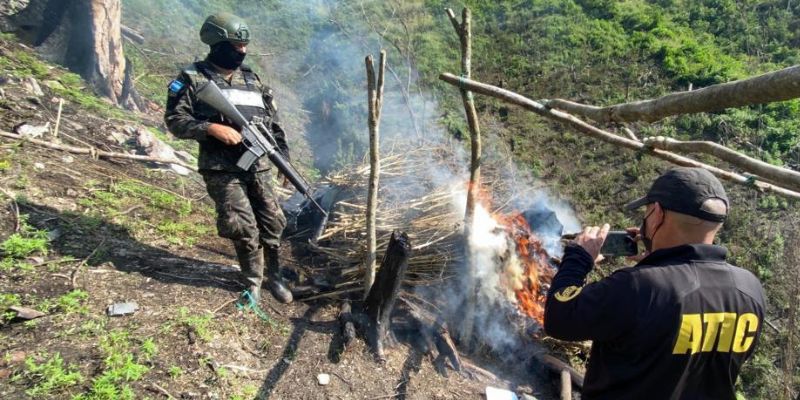Destruyen 10 manzanas con cultivos de marihuana en Olancho