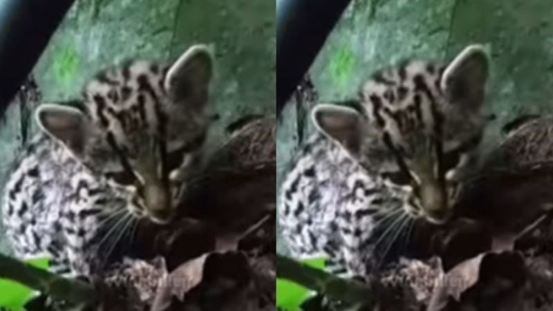 Encuentran Jaguar