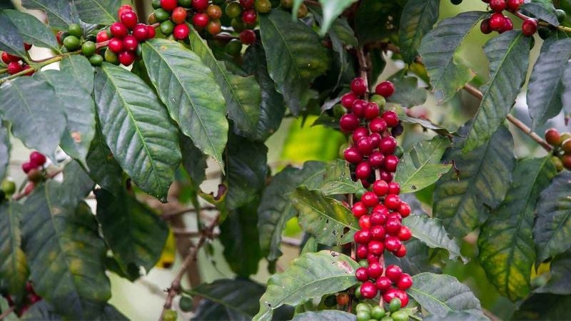 baja producción de café