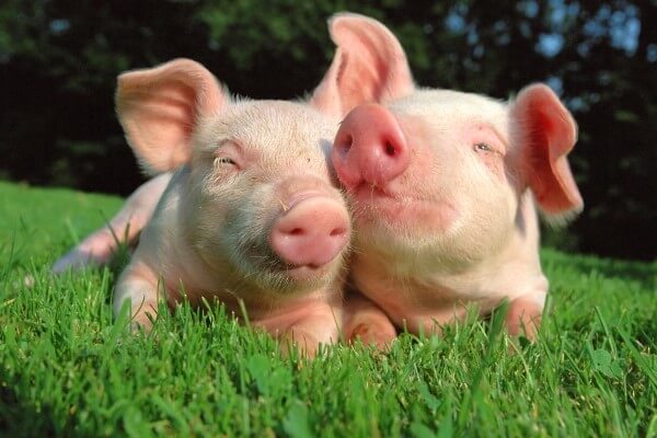 Pedicura para cerdos