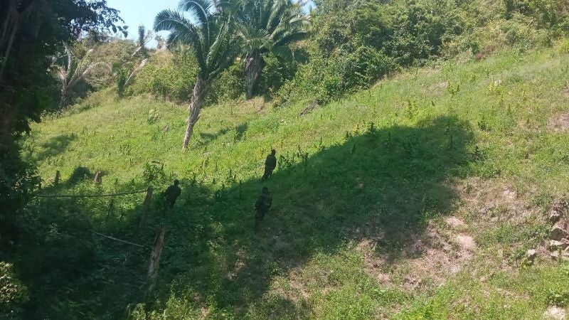 Aseguran marihuana Tocoa Colón