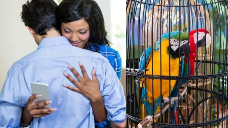 descubre loros su mujer lo engañaba descubre loros su mujer lo engañaba