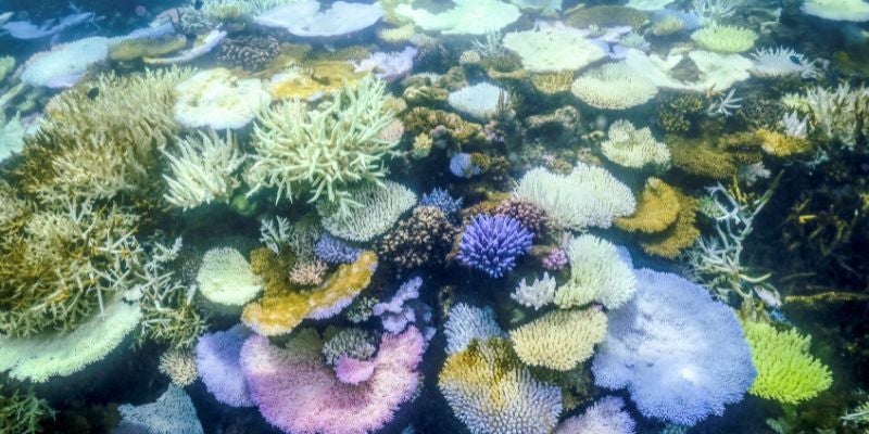 AFP La Gran Barrera de Coral australiana sufre el peor blanqueamiento jamás registrado