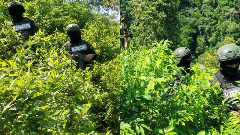 Arbustos coca quebrada Diablo