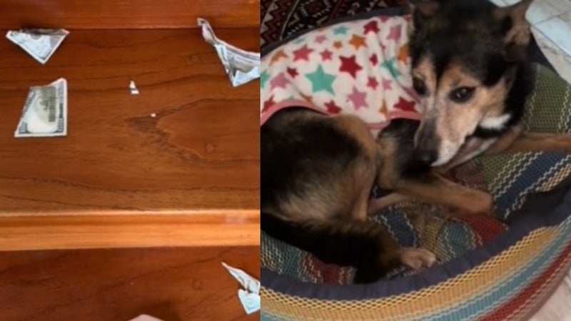 perro devora billetes perro devora billetes