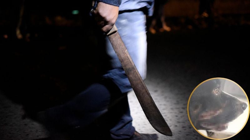 Presentan en tribunales a ciudadano por herir de machetazo a un perrito Presentan en tribunales a ciudadano por herir de machetazo a un perrito