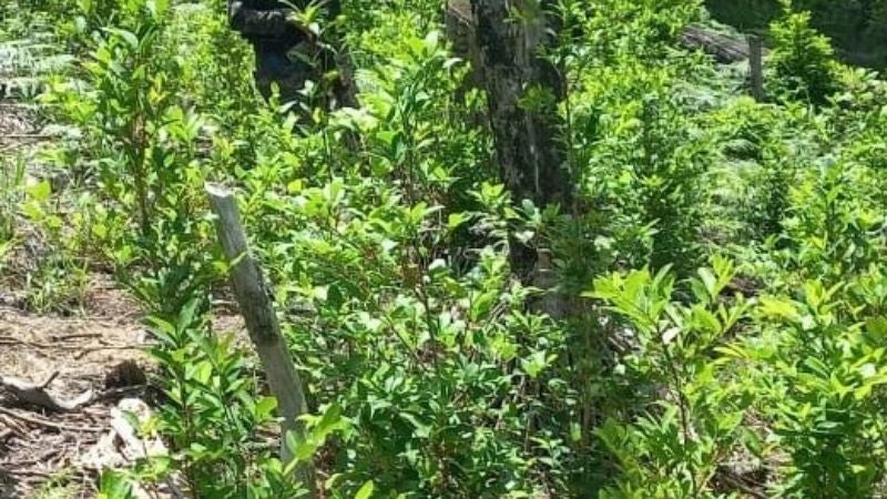 Coca cerro Bramadora Yoro Coca cerro Bramadora Yoro