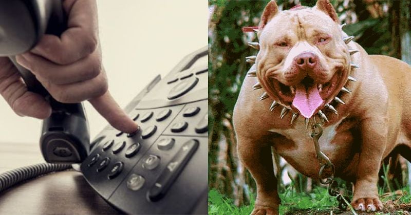 Ciudadanos pueden denunciar a la línea 100 el entrenamiento de pitbulls para peleas Ciudadanos pueden denunciar a la línea 100 el entrenamiento de pitbulls para peleas