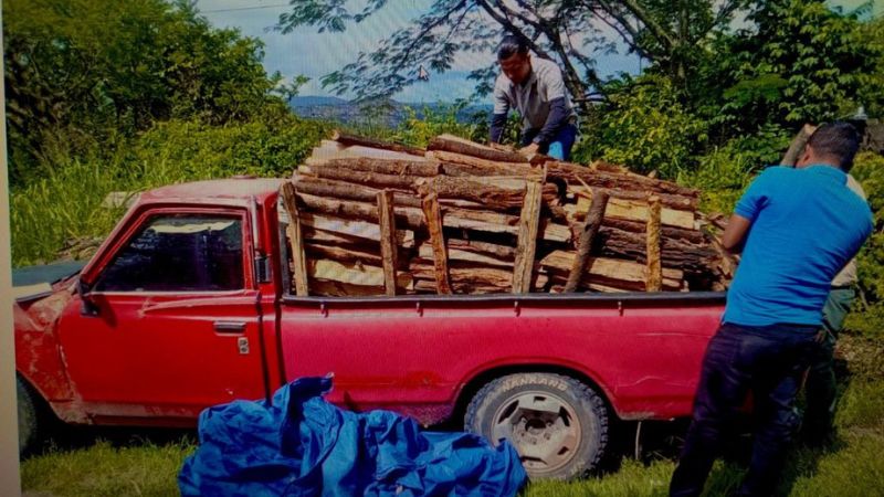 Dan formal procesamiento a hombre que trasladaban varias cargas de leña Dan formal procesamiento a hombre que trasladaban varias cargas de leña