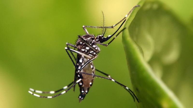 Mosquito Aedes aegypti