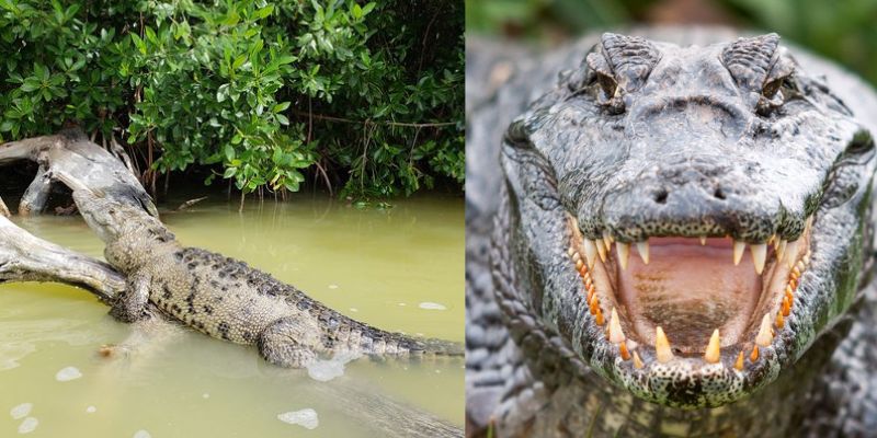 Lagarto Presencia de cocodrilos y lagartos mantiene preocupados a los pobladores del sur