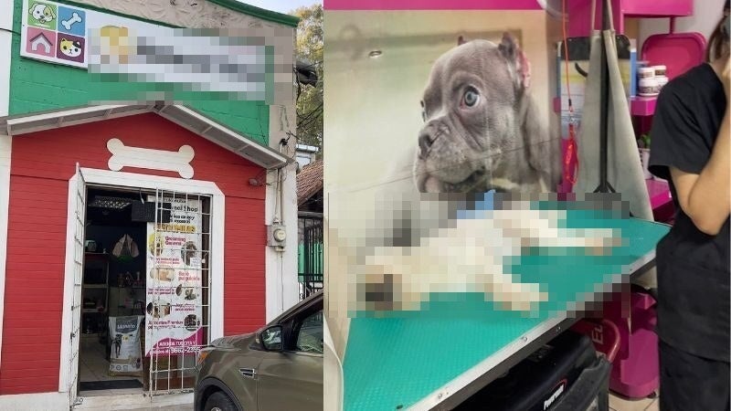Joven recibe a su perro sin vida tras llevarlo a peluquería en Valle de Ángeles