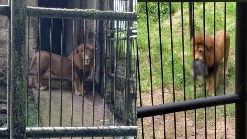 león El Picacho león El Picacho