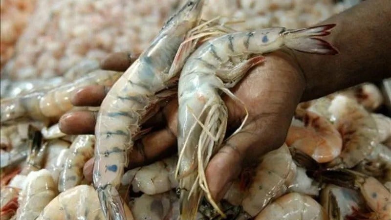 Camarón de Honduras