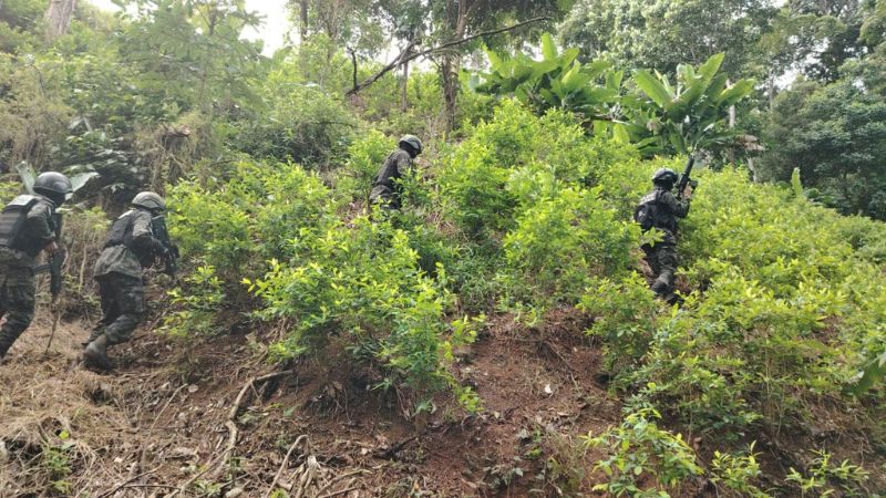 Arbustos coca narcolaboratorio Iriona