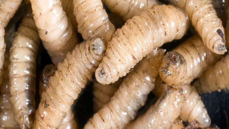 Fallecimiento Honduras gusano barrenador