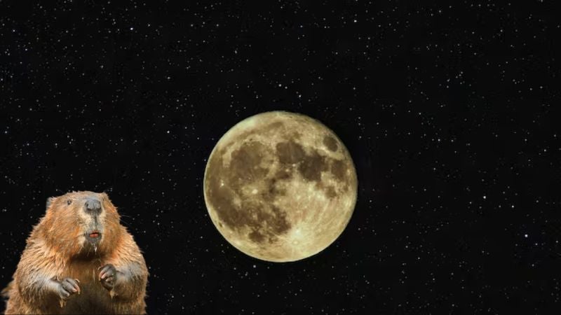 Luna de castor Luna de castor