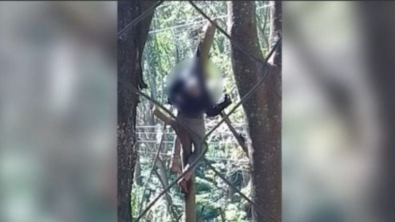 Hondureño muere electrocutado mientras podaba árboles en Choluteca