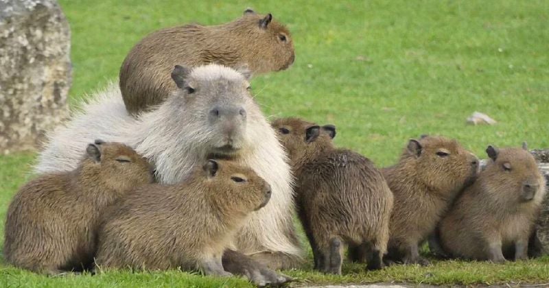 Capibaras El fenómeno viral de los capibaras, de internet al mundo real