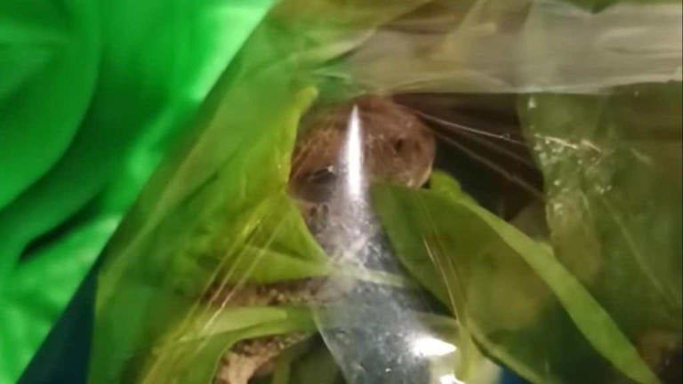 Hombre encuentra a una rana espinaca