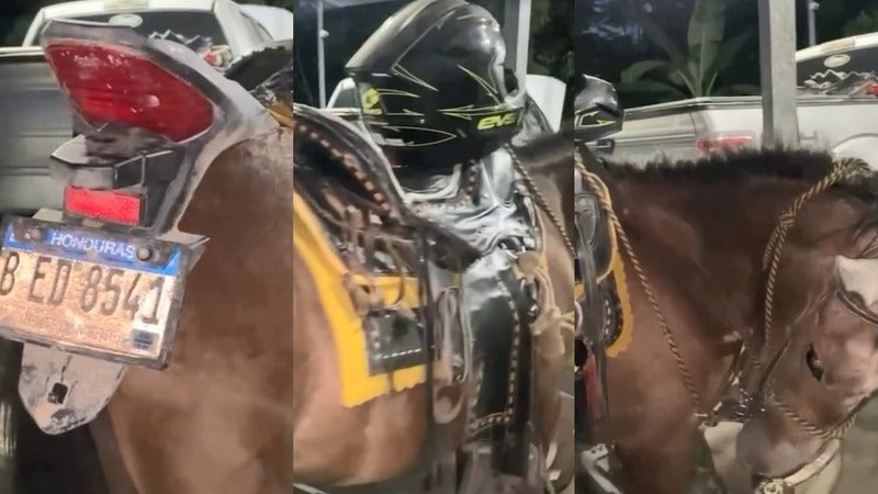 caballo con placa vehicular