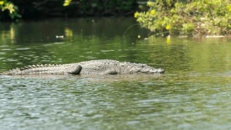 Habitantes de Valle están matando cocodrilos